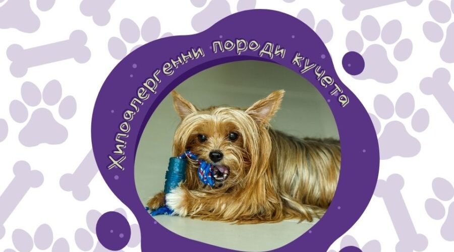 Топ 5 хипоалергенни кучета