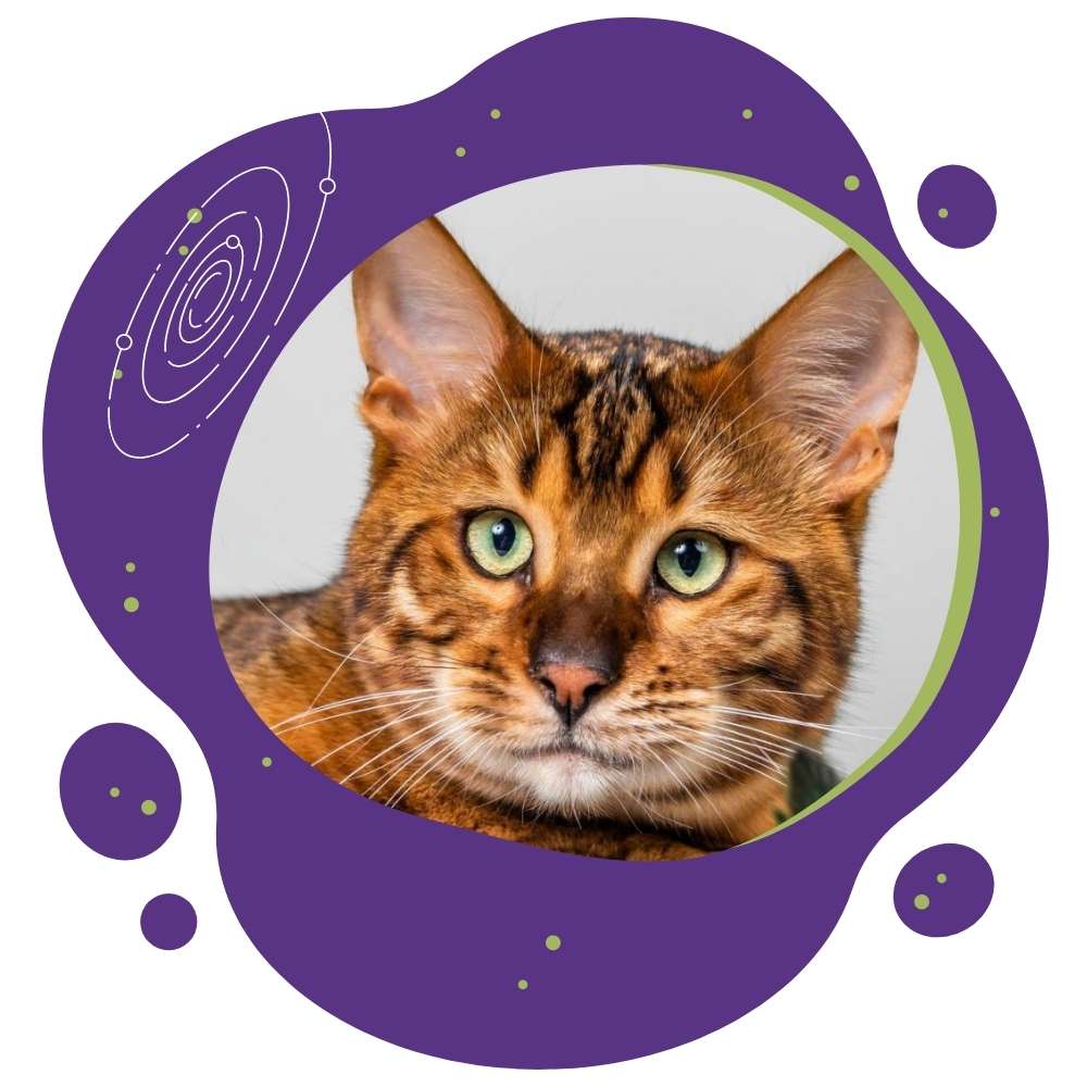 Котка Тойгър | VetWorld