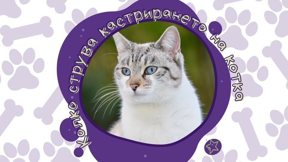 Колко струва кастриране на котка? | Vetworld - VetWorld