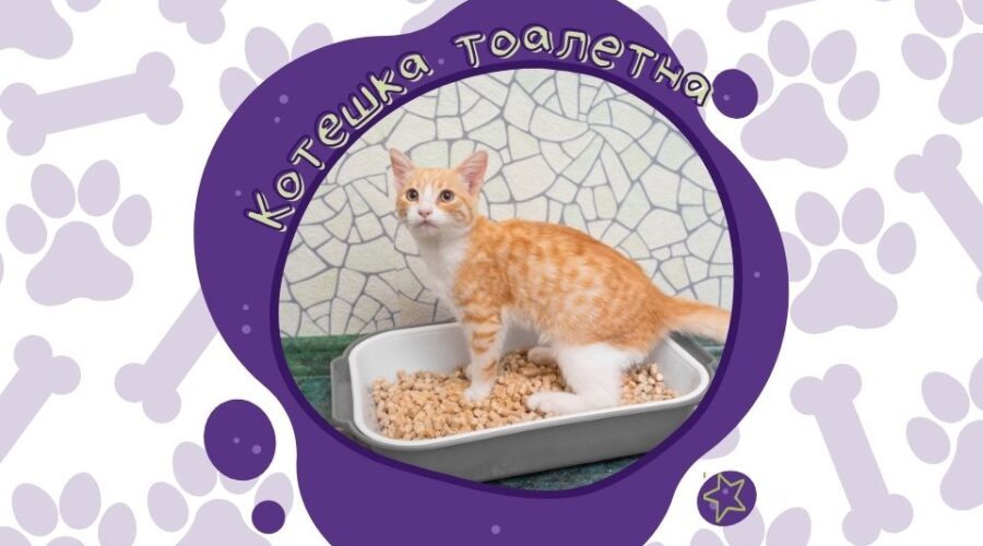 Котешка тоалетна