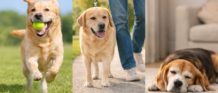 грамаж за хранене на куче активност