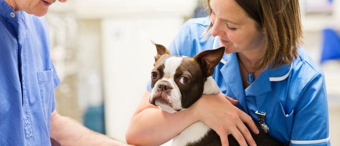 грамаж за хранене на куче ветеринар