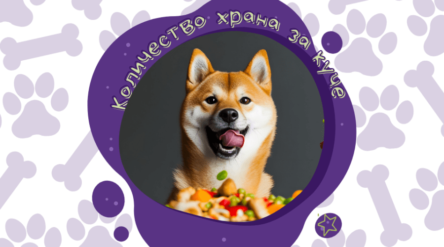 Правилният грамаж за хранене на куче – защо е толкова важно?