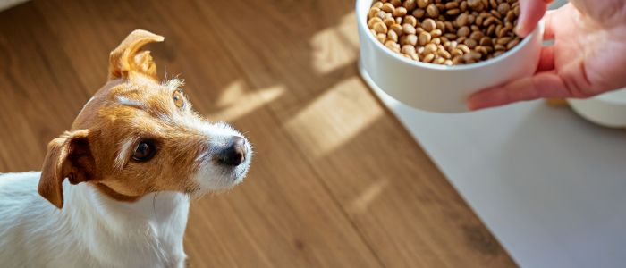 грамаж за хранене на куче