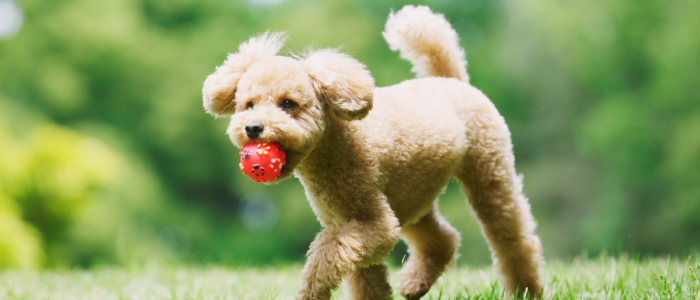 най-интелигентни породи кучета пудел