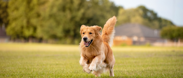 най-интелигентни породи кучета голдън ретривър