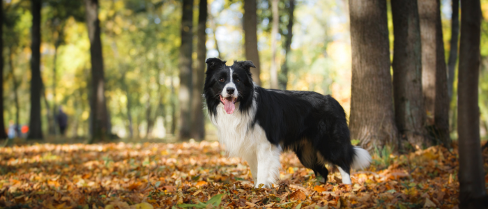 най-интелигентни породи кучета бордър коли