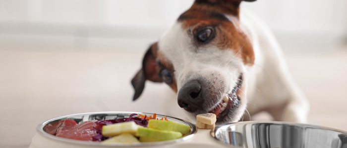 грамаж за хранене на куче