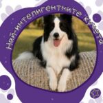 най-интелигентните кучета