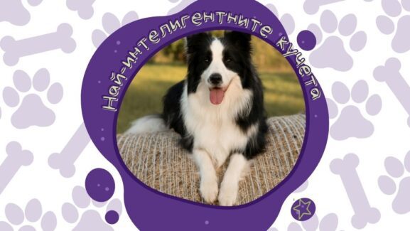 най-интелигентните кучета